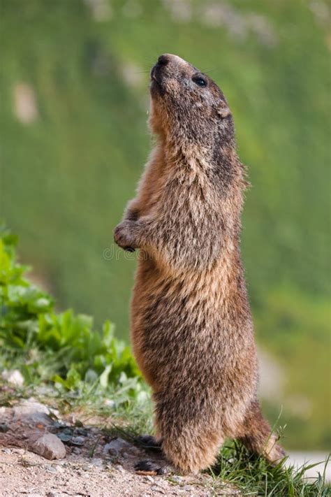 常设土拨鼠在瑞士阿尔卑斯 库存照片. 图片 包括有 自然, 逗人喜爱, 组塑, 修改, 野生生物, 啮齿目动物 - 80814620