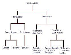 Characteristics of Primates - Anthropology Optional for UPSC PDF Download