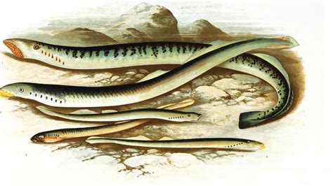 七鳃鳗