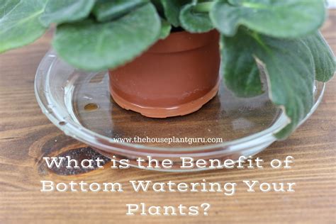 What is the Benefit of Bottom Watering Your Plants? - The Houseplant Guru