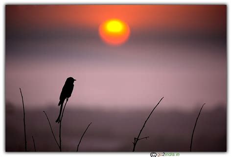 go2india.in : Drongo bird on a perch during Sun rise