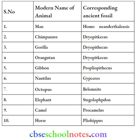 Image result for Class 12 Chapter 6 Evolution