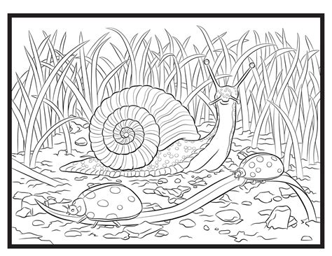 Coloring Page Snail Snail Coloring Vector Art, Icons, And Graphics For