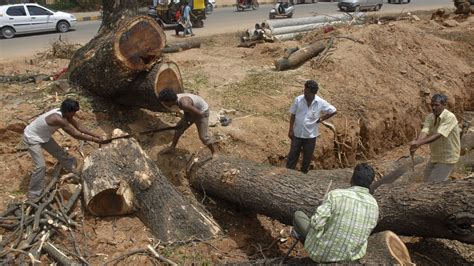 BJP MP Pratap Simha's brother arrested for illegally cutting trees ...