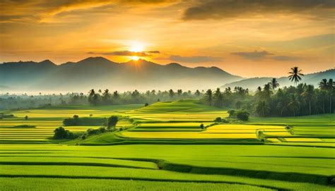 Sunset over the rice fields | Premium AI-generated image