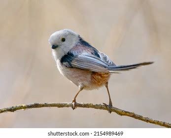 Image result for Box File Types