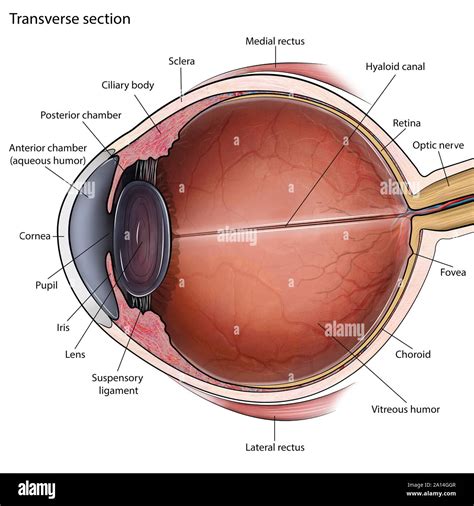 Eye anatomy hi-res stock photography and images - Alamy