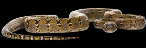 Image result for Reticulated Python Poop