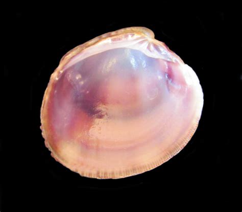 Image result for Clam with a Very Sharp Shell