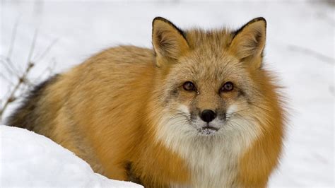 Download wallpaper 1366x768 fox, muzzle, snow, fear, winter tablet ...