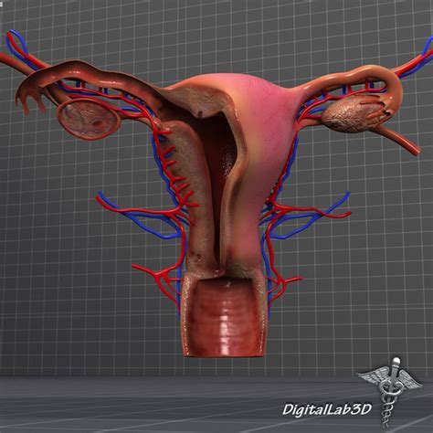 Image result for Making Female Reproductive Organ Model