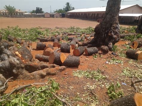 Ho Dome community cuts down aged trees to pave way for fence wall ...