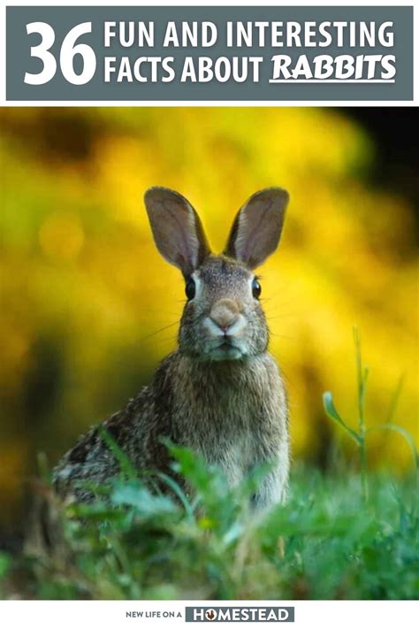 36 Fun and Interesting Facts About Rabbits