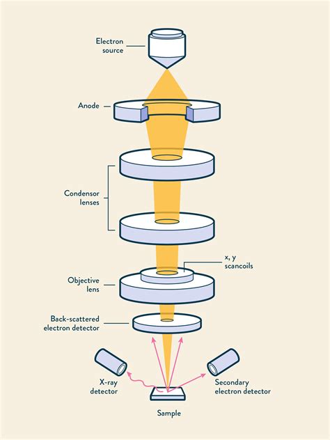 17: Schematic diagram of SEM. | Download Scientific Diagram