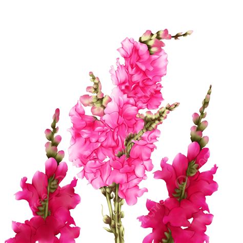 Snapdragon PNG , Verão, Dia De Verão, Plantar Imagem PNG e PSD Para ...