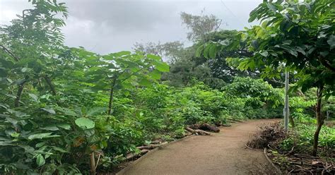 Mumbai: Consul General of Japan visits Miyawaki plantation site of Metro-3