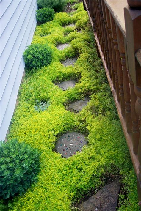 Sedum groundcover (Sedum sarmentosum) | Garden landscaping, Dream ...