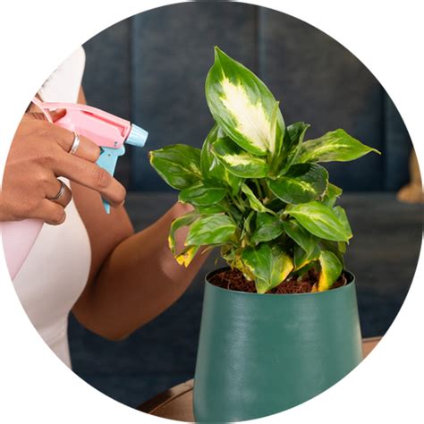 Indoor Office Plants - Buy Office Desk Plants Online – Kyari.co