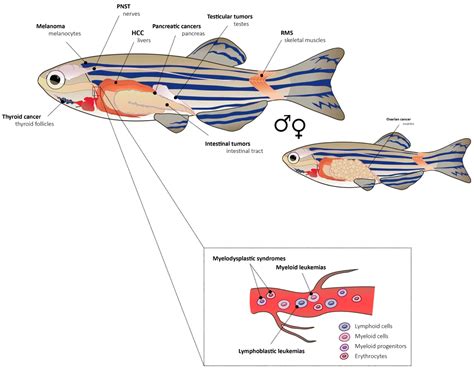 Zebrafish Models of Cancer—New Insights on Modeling Human Cancer in a ...