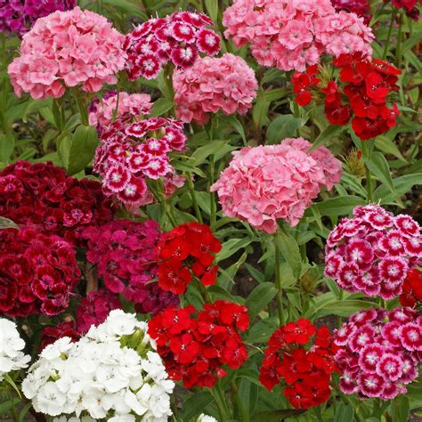 Amazon.com : Outsidepride 5000 Seeds Perennial Dianthus Barbatus Sweet ...
