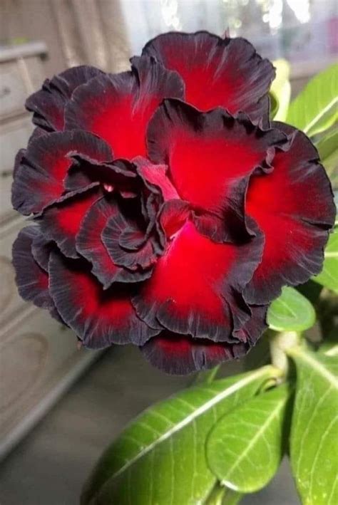 Adenium Orange and Dark Brown Plant (Grafted) | Best Price in 2024 at ...