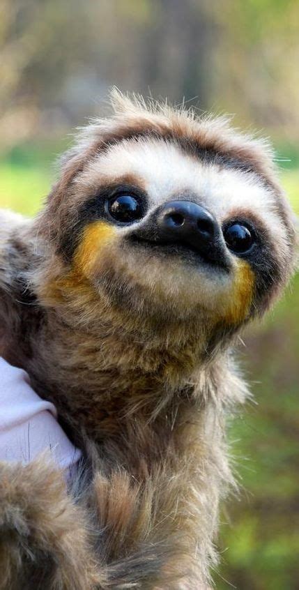 Pet Sloth 的图像结果