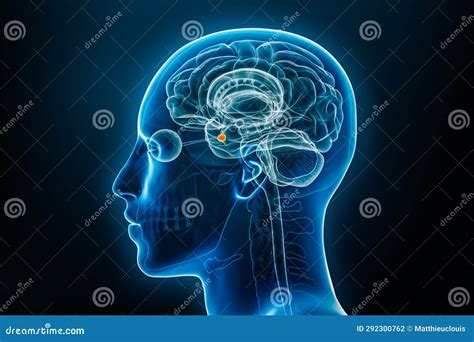 Xray Profile View of the Pituitary Gland or Neurohypophysis 3D Rendering Illustration. Human ...