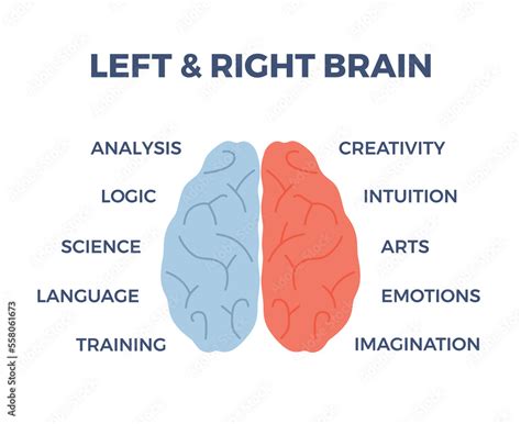 Left Right Hemisphere 的图像结果