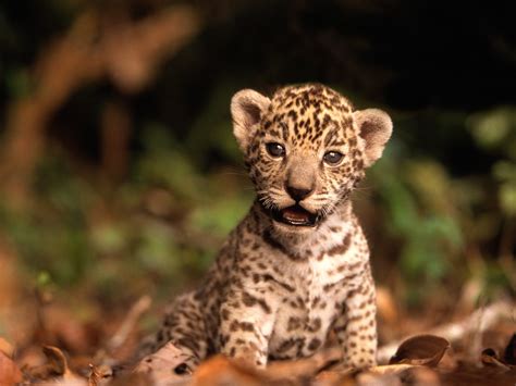 Dangerous of Wild Animals: Jaguar