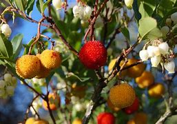 Image result for Arbutus