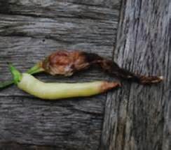 TNAU Agritech Portal :: Crop Protection