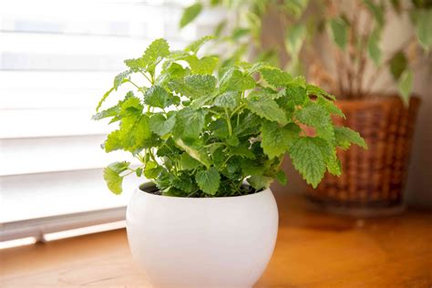 Lemon Balm: Indoor Plant Care & Growing Guide