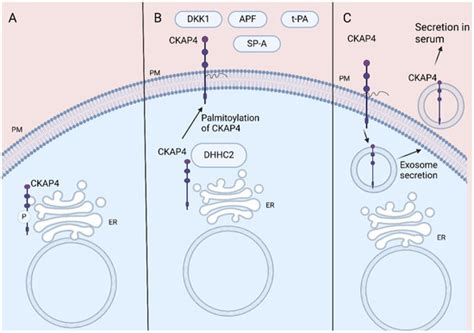 The Emerging Role of CKAP4 in GI Cancer: From Molecular Pathways to ...