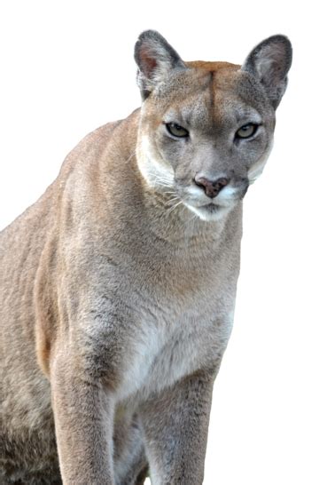Image result for Animal Images On Python Program