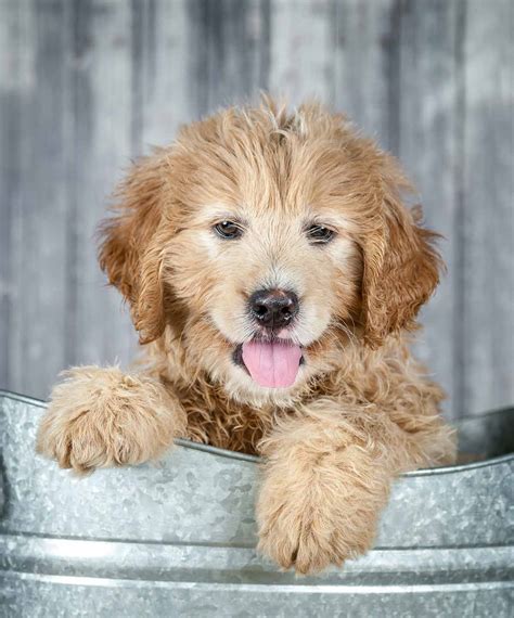 Labradoodle Pitbull Mix, Siberian Husky And Chihuahua Mix | Cute Dogs ...