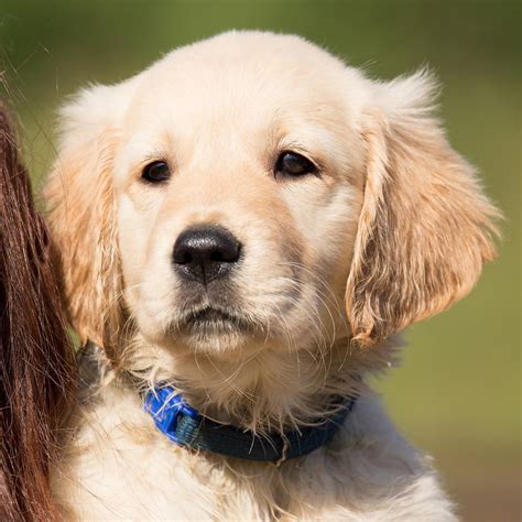 Cosas a tener en cuenta antes de adoptar un golden retriever