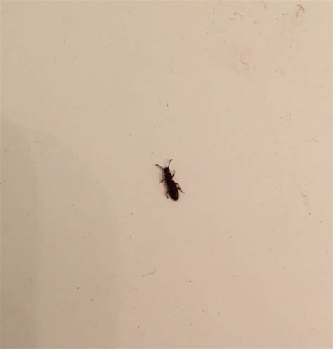 Identifying Small Black Bugs | ThriftyFun