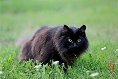 a black cat is sitting in the grass