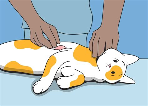 Skin Lumps on Cats: Everything You Need to Know