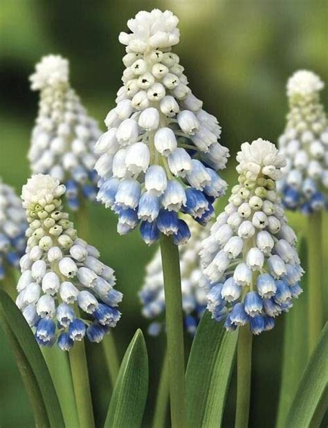 Radha Krishna Agriculture® mix colour Muscari, Muskari grape hyacinth ...
