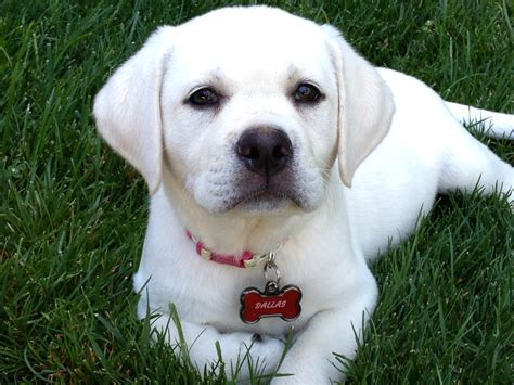Cute White Lab Puppy
