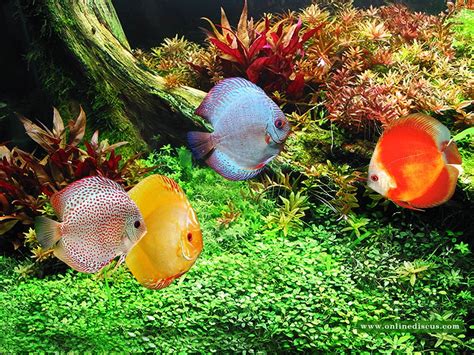 Image result for Keeping Discus Fish