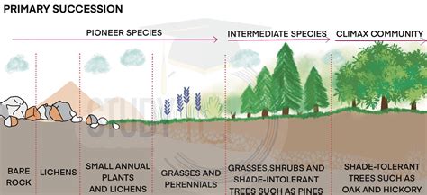 Ecological Succession: Definition, Types, Process, Stages and Impacts