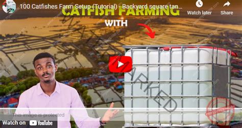 Small Fish Farm 的图像结果