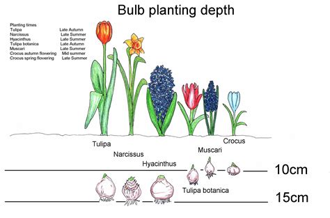 Image result for Bulb Planting Guide
