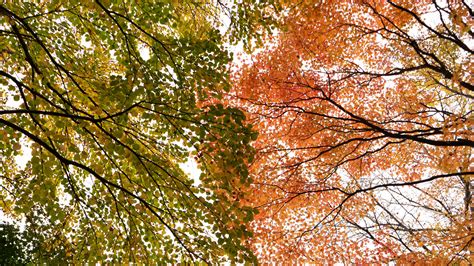 Download wallpaper 3840x2160 trees, branches, autumn, bottom view 4k ...