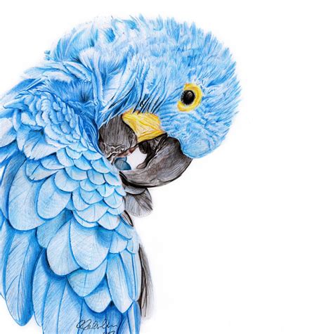 scientific illustration animals