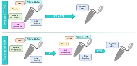 Image result for Two-Step RT-PCR Run