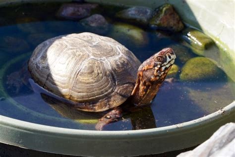 Image result for How Turtle Shells Grow