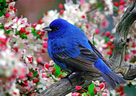 natural bird pictures